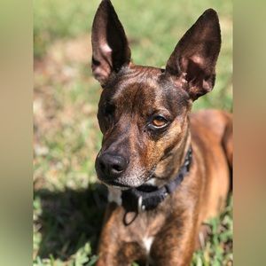 Meet my boy Beni❤️❤️